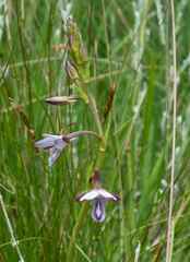 Eulophia zeyheriana