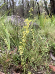 Stackhousia viminea