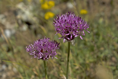 Allium lycaonicum