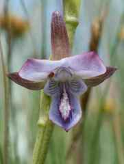 Eulophia zeyheriana