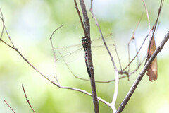 Austroaeschna pulchra