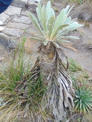 Espeletia corymbosa