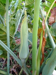 Thaumatophyllum undulatum