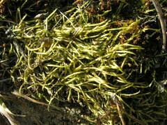 Brachythecium albicans