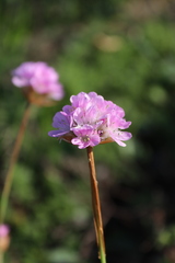 Armeria welwitschii