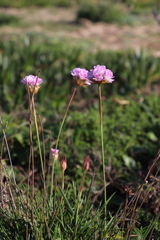 Armeria welwitschii