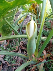 Thaumatophyllum undulatum