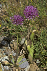 Allium lycaonicum