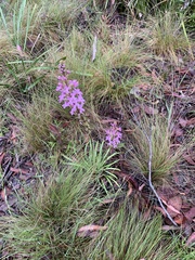 Stylidium graminifolium