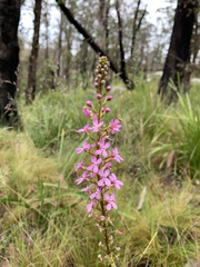 Stylidium graminifolium