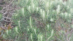 Linochilus rosmarinifolius