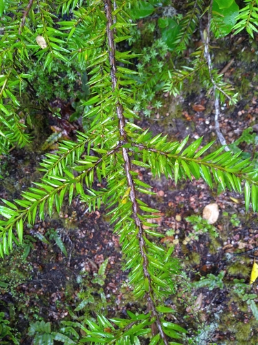 Image of Podocarpus acutifolius by (c) Felix Collins, some rights reserved (CC BY)