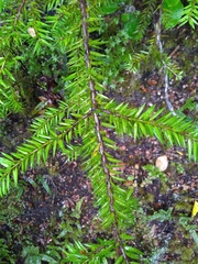 Podocarpus