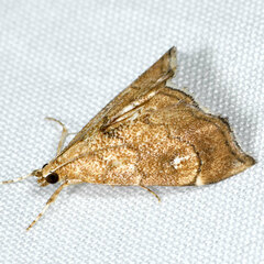 Scybalistodes periculosalis