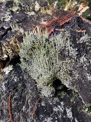 Cladonia verruculosa