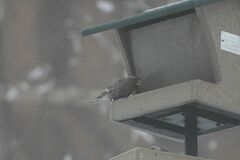 Leucosticte australis