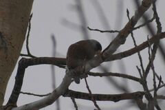 Leucosticte tephrocotis