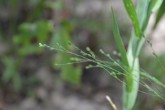 Kellochloa brachyantha
