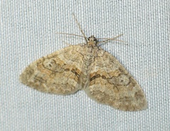 Nothocasis sertata