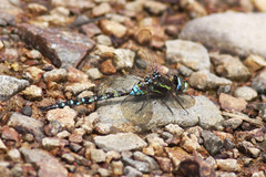 Rhionaeschna marchali