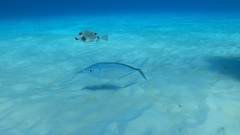 Lactophrys triqueter