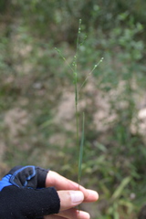 Kellochloa brachyantha