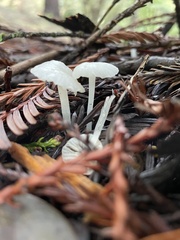 Marasmius calhouniae