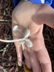 Marasmius calhouniae