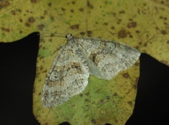 Nothocasis sertata