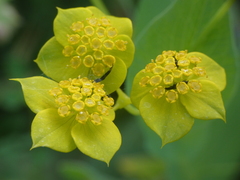 Bupleurum subovatum