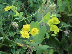 Bupleurum subovatum
