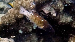 Bodianus dictynna