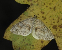 Nothocasis sertata