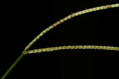 Paspalum conjugatum