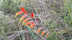 Castilleja integrifolia
