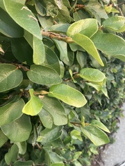Ficus pumila