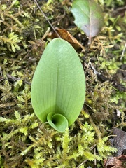 Platanthera elegans elegans