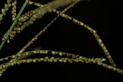 Paspalum paniculatum