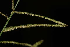 Paspalum paniculatum