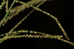 Paspalum paniculatum