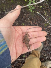 Holodiscus discolor discolor