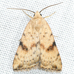 Micrathetis triplex