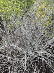 Holodiscus discolor discolor