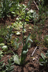 Allium nigrum