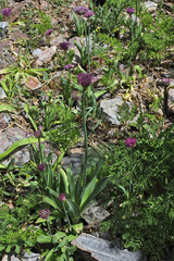 Allium nigrum