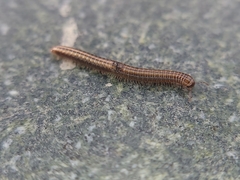 Brachyiulus