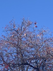 Haemorhous mexicanus