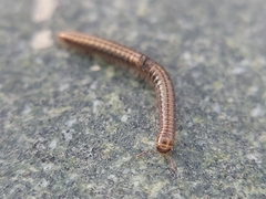 Brachyiulus