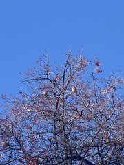 Haemorhous mexicanus