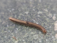 Brachyiulus